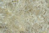 Polished Petrified Palm Root (Palmoxylon) - Wyoming #123431-1